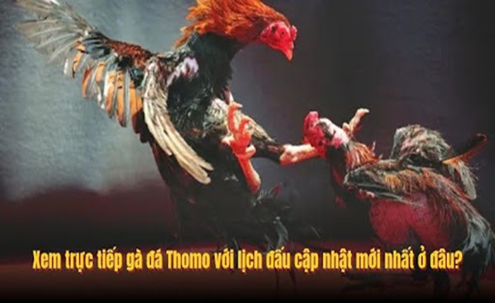 QQ88